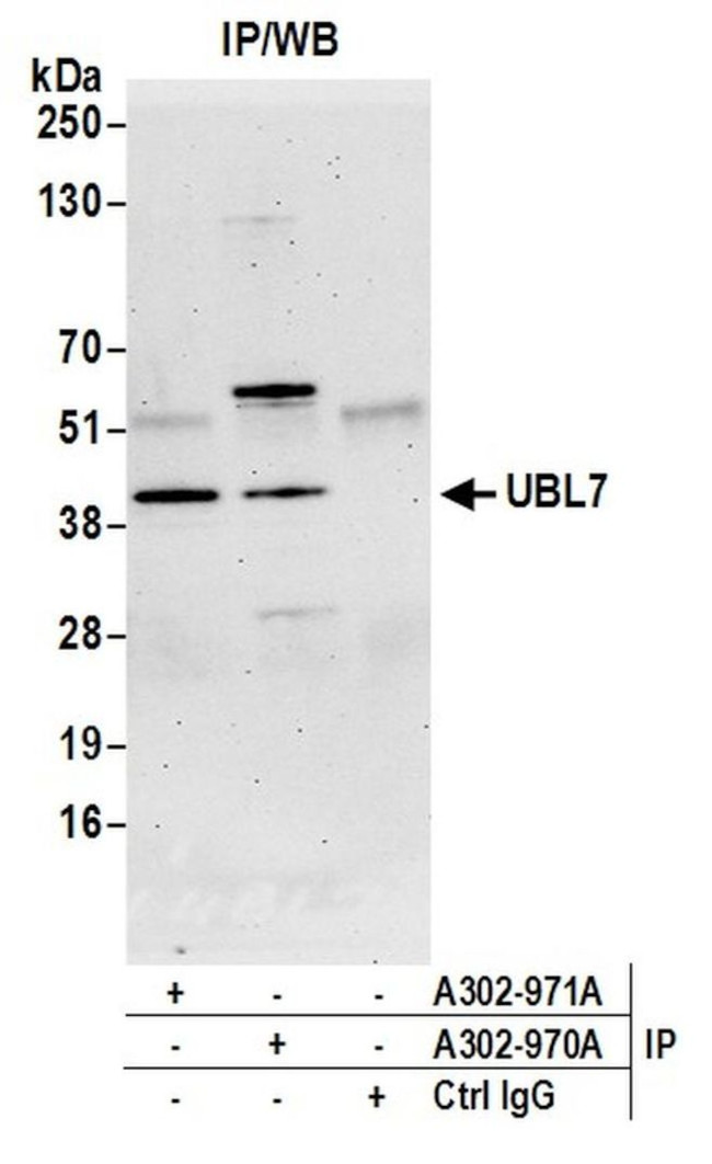 UBL7 Antibody in Immunoprecipitation (IP)