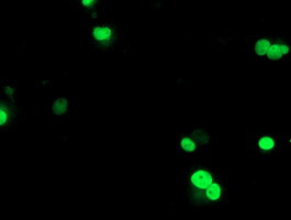 UBOX5 Antibody in Immunocytochemistry (ICC/IF)