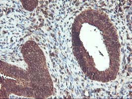 UBOX5 Antibody in Immunohistochemistry (Paraffin) (IHC (P))