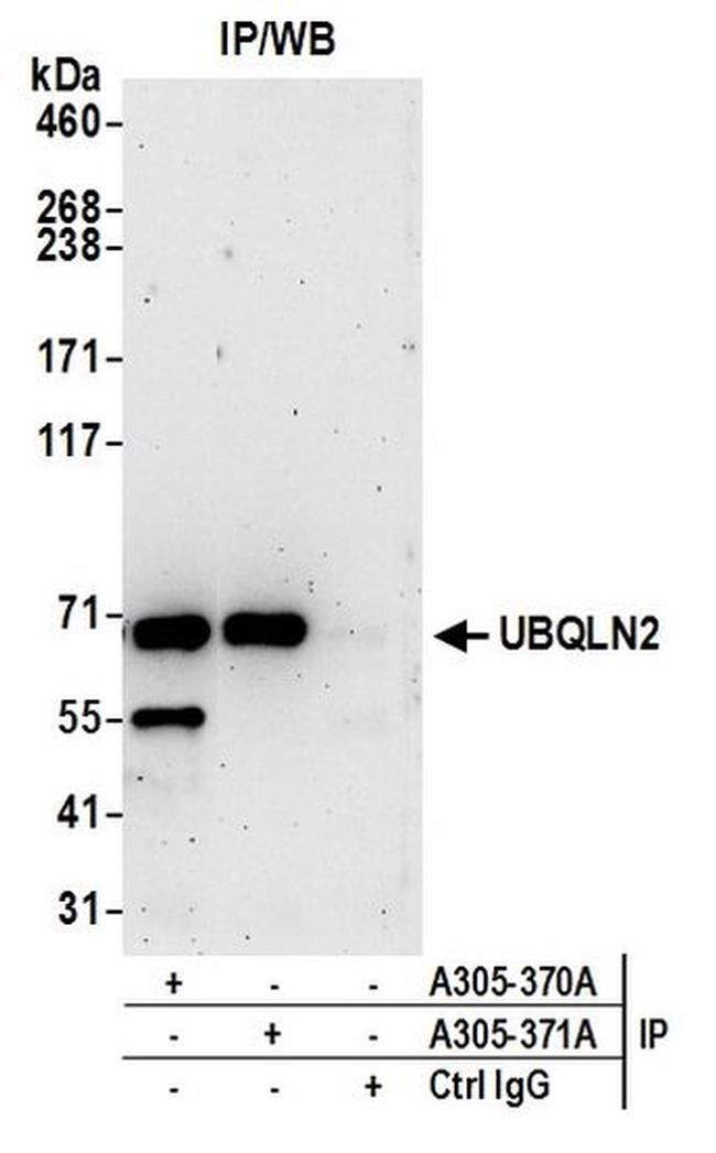 UBQLN2 Antibody in Western Blot (WB)