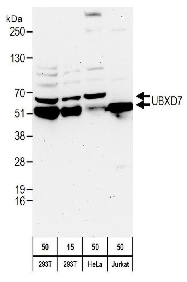 UBXD7 Antibody in Western Blot (WB)