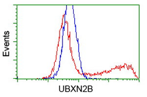 UBXN2B Antibody in Flow Cytometry (Flow)