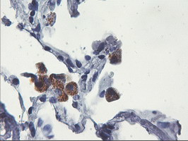 UBXN2B Antibody in Immunohistochemistry (Paraffin) (IHC (P))