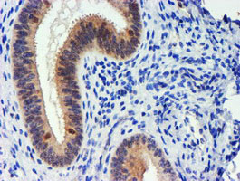 UBXN2B Antibody in Immunohistochemistry (Paraffin) (IHC (P))