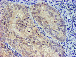 UBXN2B Antibody in Immunohistochemistry (Paraffin) (IHC (P))