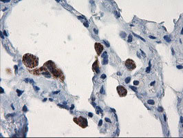 UBXN2B Antibody in Immunohistochemistry (Paraffin) (IHC (P))