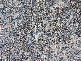 UBXN2B Antibody in Immunohistochemistry (Paraffin) (IHC (P))