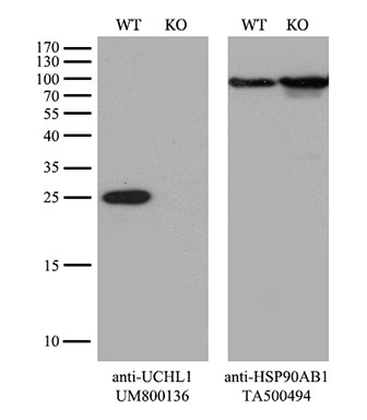 UCHL1 Antibody