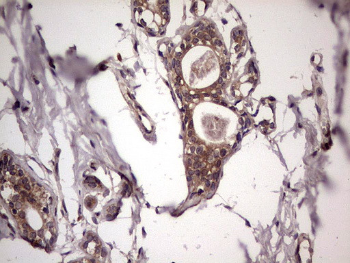 UFD1L Antibody in Immunohistochemistry (Paraffin) (IHC (P))