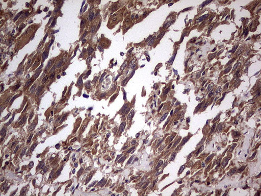 UFD1L Antibody in Immunohistochemistry (Paraffin) (IHC (P))