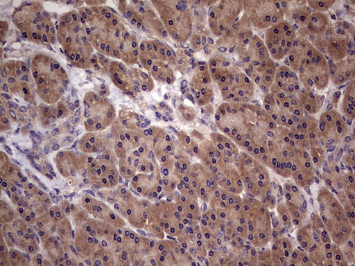 UFD1L Antibody in Immunohistochemistry (Paraffin) (IHC (P))