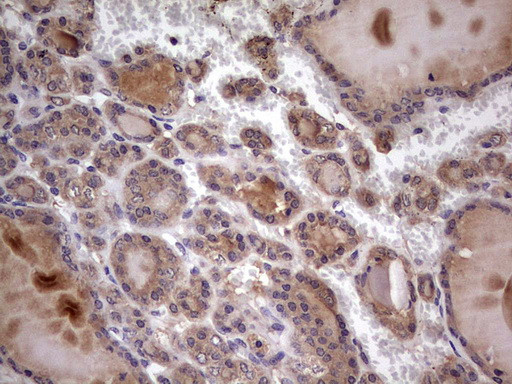 UFD1L Antibody in Immunohistochemistry (Paraffin) (IHC (P))