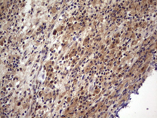 UFD1L Antibody in Immunohistochemistry (Paraffin) (IHC (P))