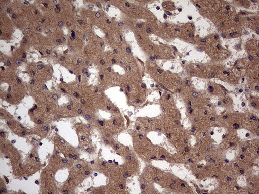 UFD1L Antibody in Immunohistochemistry (Paraffin) (IHC (P))