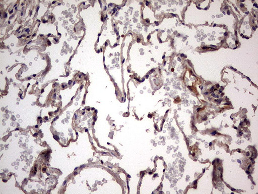 UFD1L Antibody in Immunohistochemistry (Paraffin) (IHC (P))