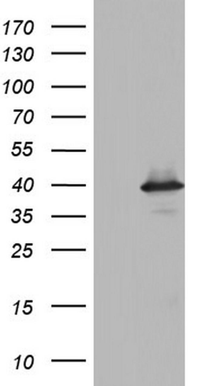 UFD1L Antibody in Western Blot (WB)