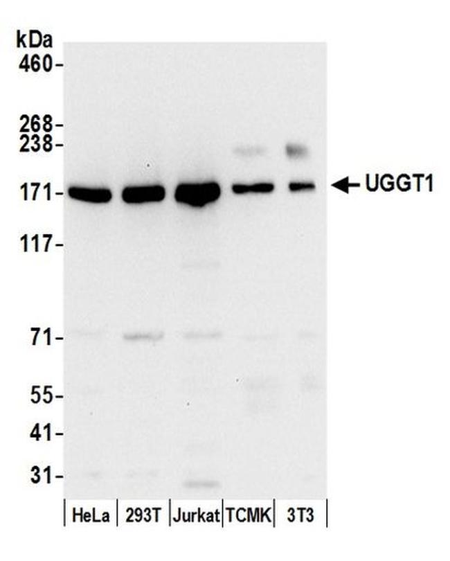 UGGT1 Antibody in Western Blot (WB)