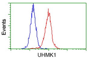 UHMK1 Antibody in Flow Cytometry (Flow)