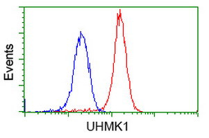 UHMK1 Antibody in Flow Cytometry (Flow)