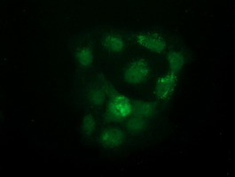 UHMK1 Antibody in Immunocytochemistry (ICC/IF)