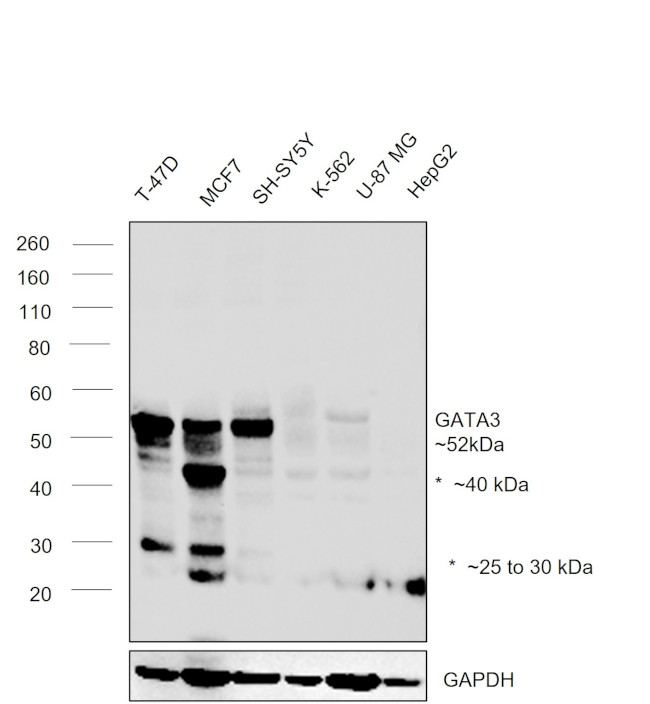 GATA3 Antibody