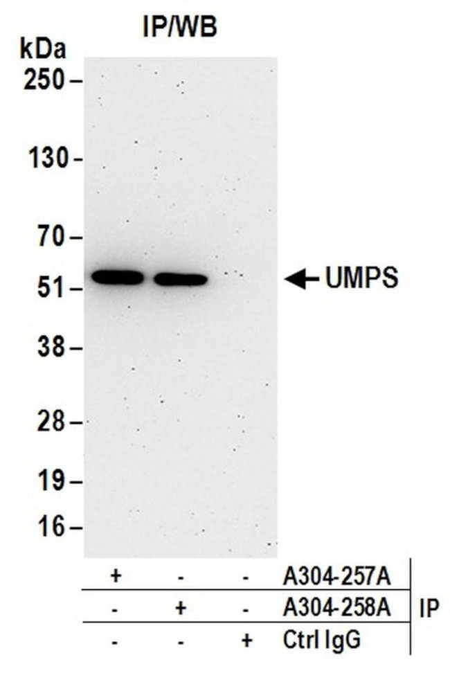 UMPS Antibody in Immunoprecipitation (IP)