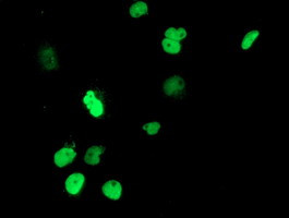 UNG Antibody in Immunocytochemistry (ICC/IF)