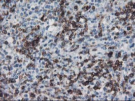 UNG Antibody in Immunohistochemistry (Paraffin) (IHC (P))