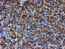 UNG Antibody in Immunohistochemistry (Paraffin) (IHC (P))