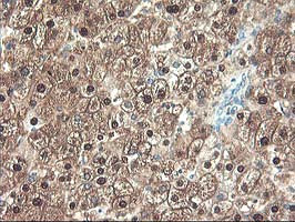 UNG Antibody in Immunohistochemistry (Paraffin) (IHC (P))