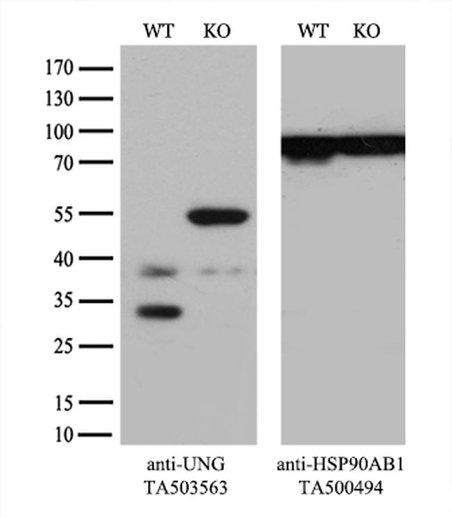 UNG Antibody in Western Blot (WB)