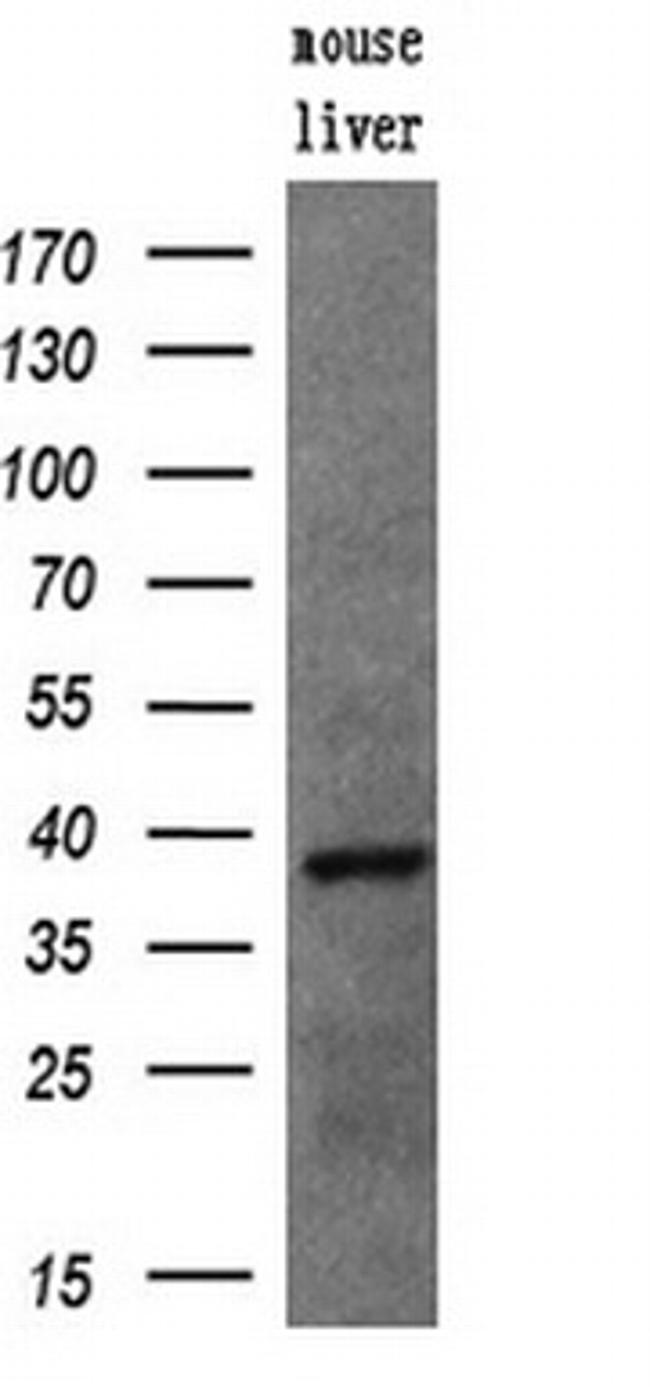 UNG Antibody in Western Blot (WB)