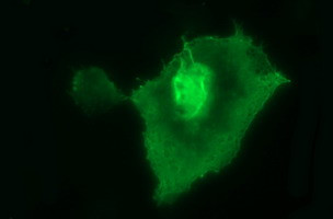 UPRT Antibody in Immunocytochemistry (ICC/IF)