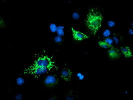 UQCRC1 Antibody in Immunocytochemistry (ICC/IF)