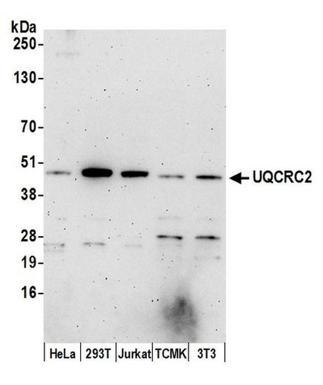 UQCRC2 Antibody in Western Blot (WB)