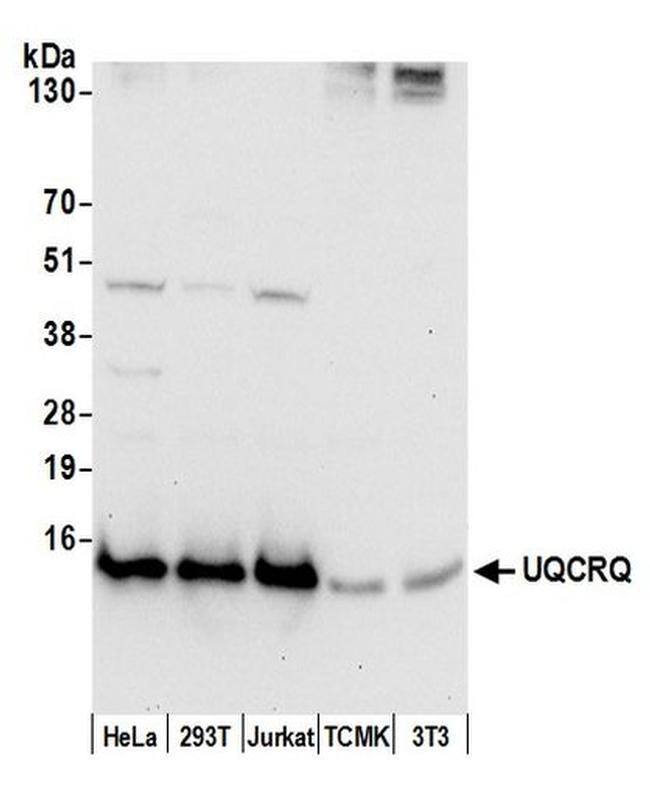 UQCRQ Antibody in Western Blot (WB)