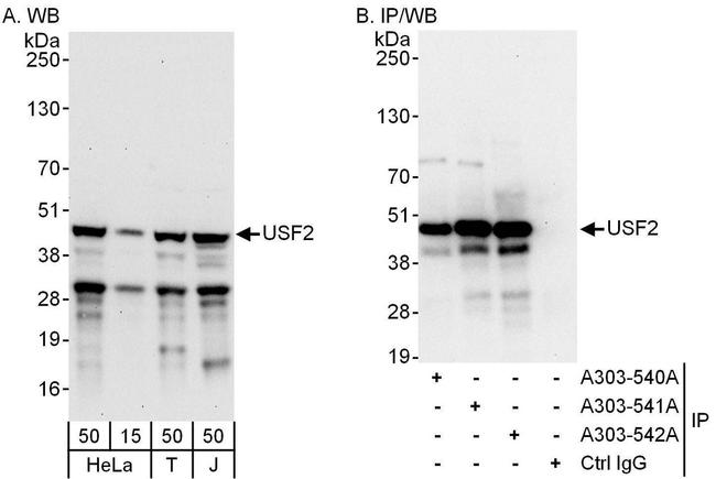 USF2 Antibody in Western Blot (WB)