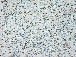 USP13 Antibody in Immunohistochemistry (Paraffin) (IHC (P))