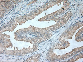 USP13 Antibody in Immunohistochemistry (Paraffin) (IHC (P))