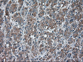 USP13 Antibody in Immunohistochemistry (Paraffin) (IHC (P))