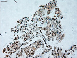 USP13 Antibody in Immunohistochemistry (Paraffin) (IHC (P))