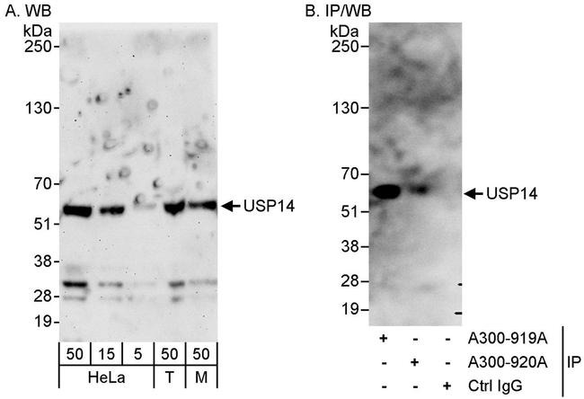 USP14 Antibody in Western Blot (WB)