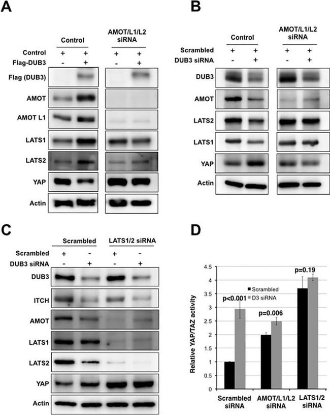 USP17L2 Antibody in Western Blot (WB)