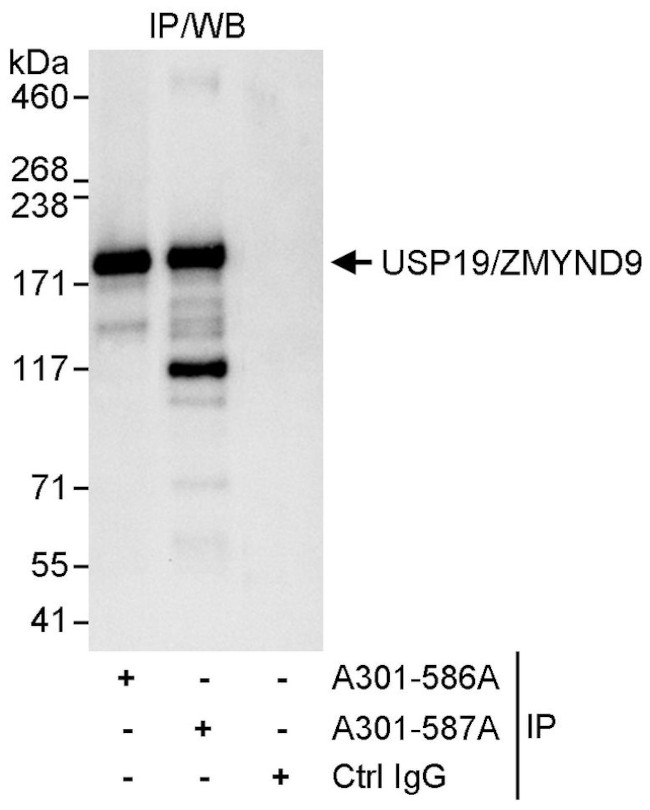 USP19/ZMYND9 Antibody in Immunoprecipitation (IP)