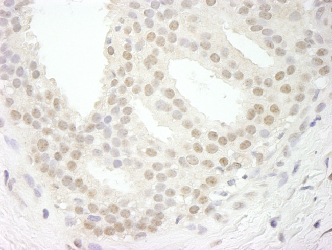 USP34 Antibody in Immunohistochemistry (IHC)