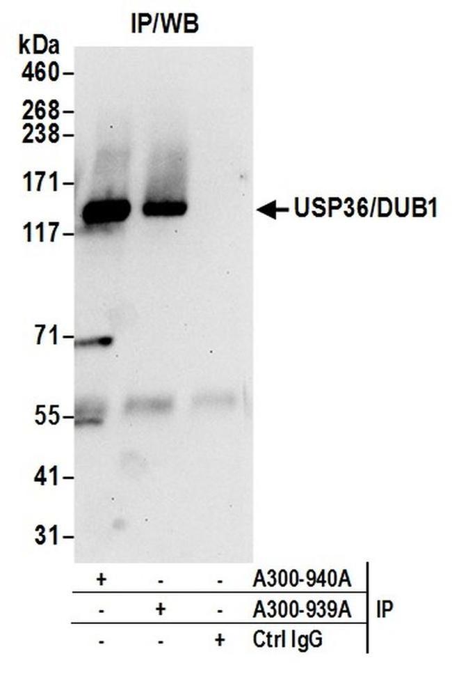USP36/DUB1 Antibody in Western Blot (WB)