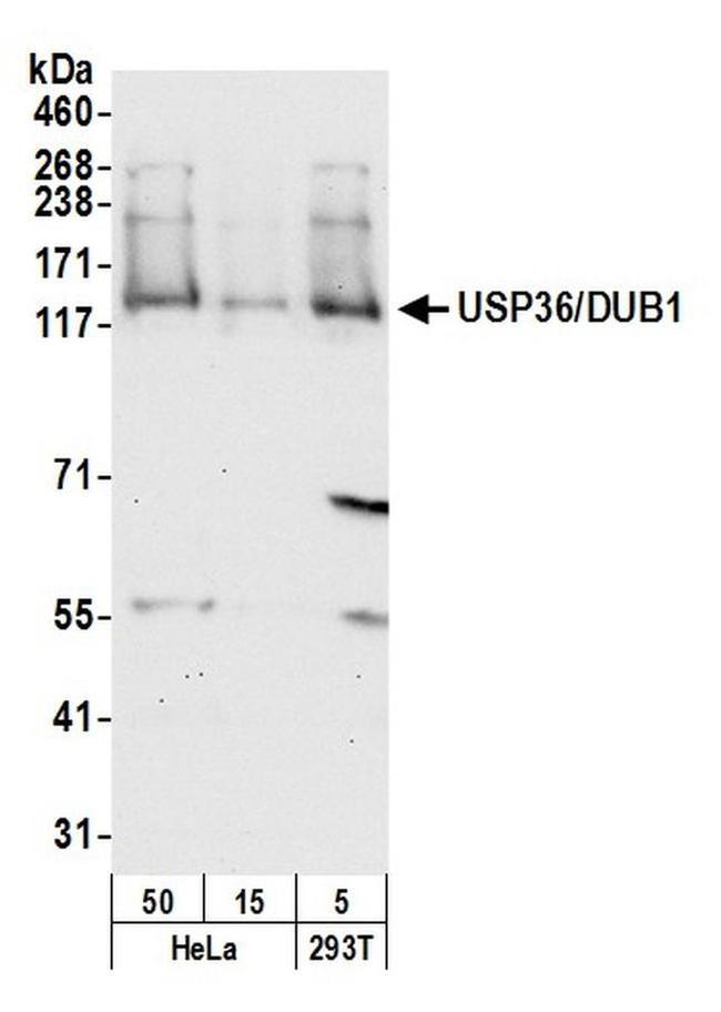 USP36/DUB1 Antibody in Western Blot (WB)