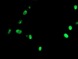 USP36 Antibody in Immunocytochemistry (ICC/IF)