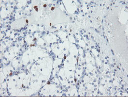 USP36 Antibody in Immunohistochemistry (Paraffin) (IHC (P))