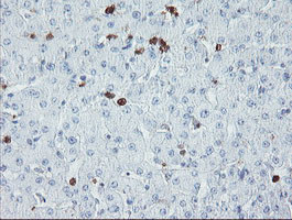 USP36 Antibody in Immunohistochemistry (Paraffin) (IHC (P))